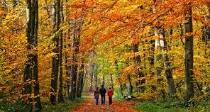 COLORIS AUTOMNAL | PARC DE LA GATINEAU